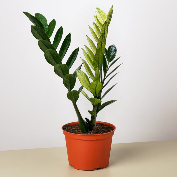 Zamioculcas &