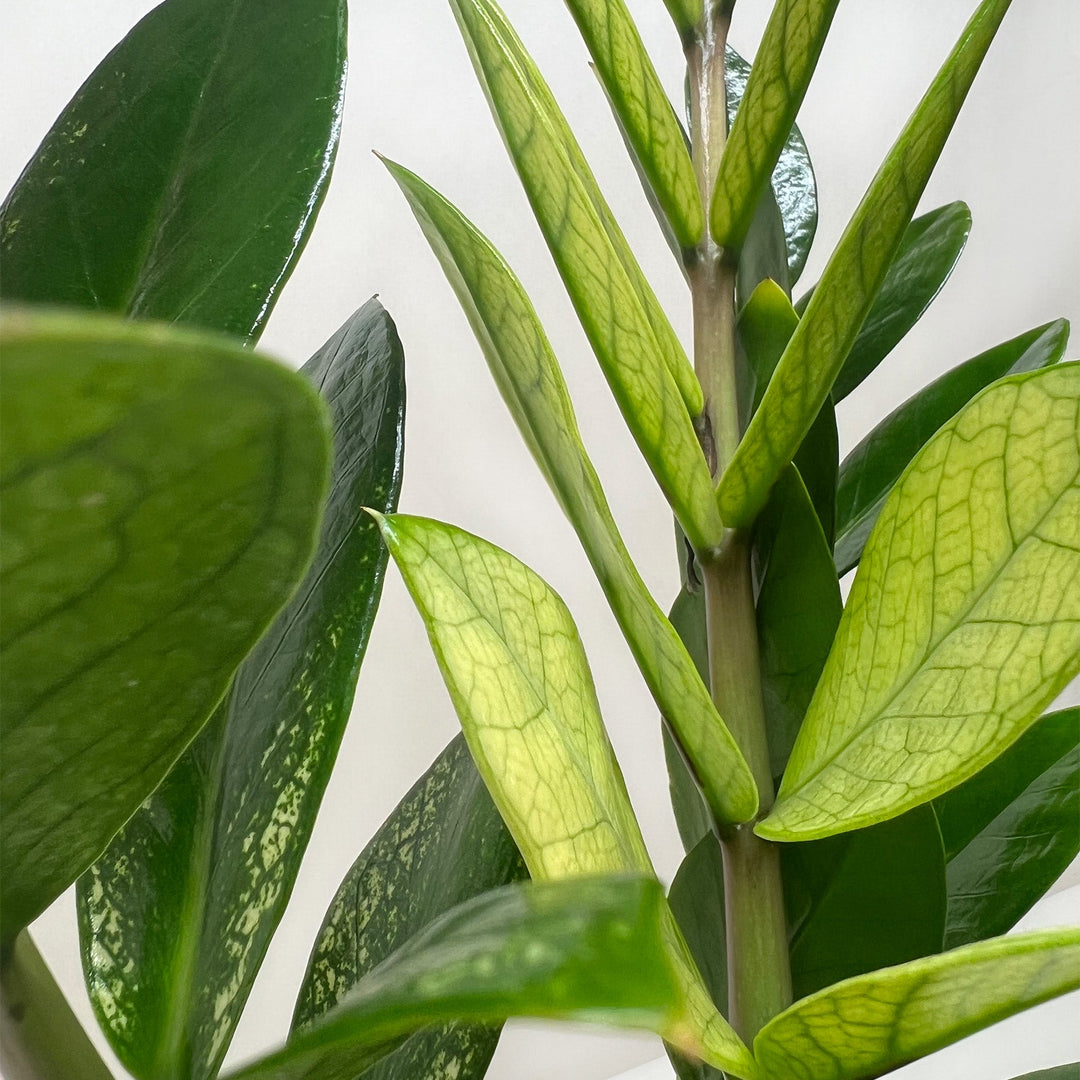 Zamioculcas &