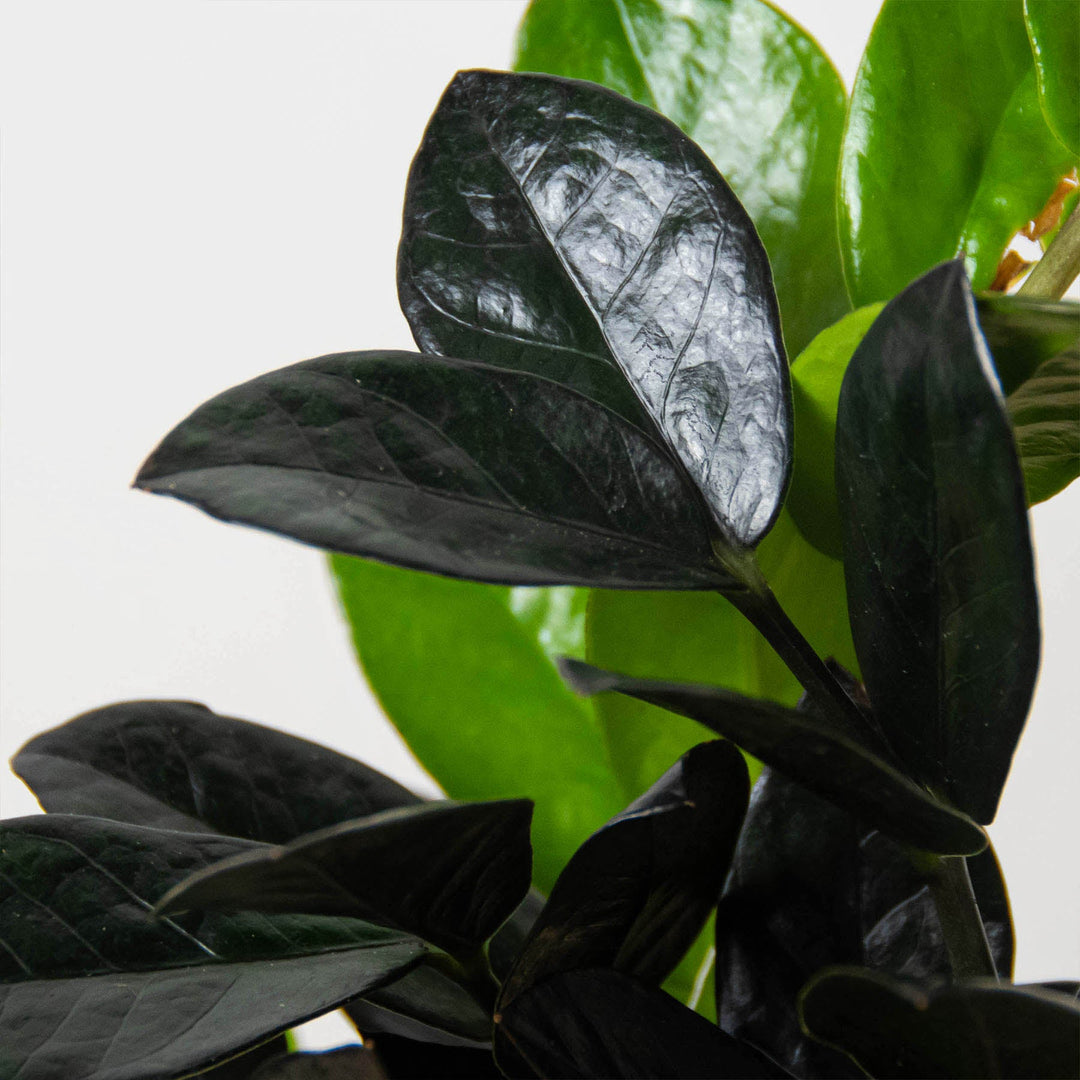 ZZ Zamioculcas &