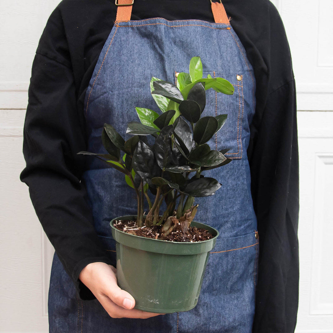 ZZ Zamioculcas &