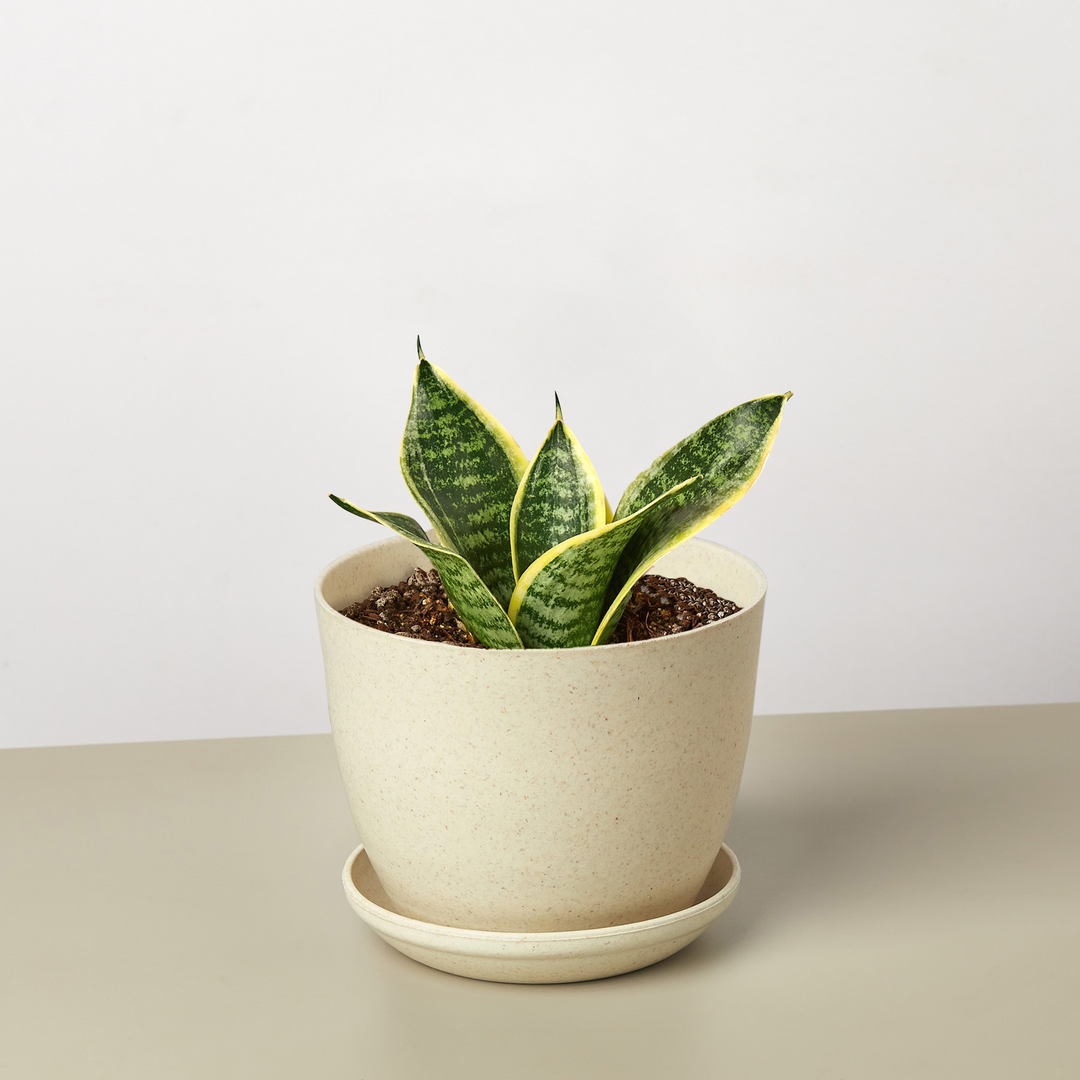 Snake Plant &