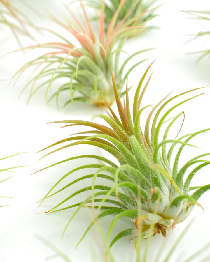 Tillandsia Ionantha Air Plant Collection