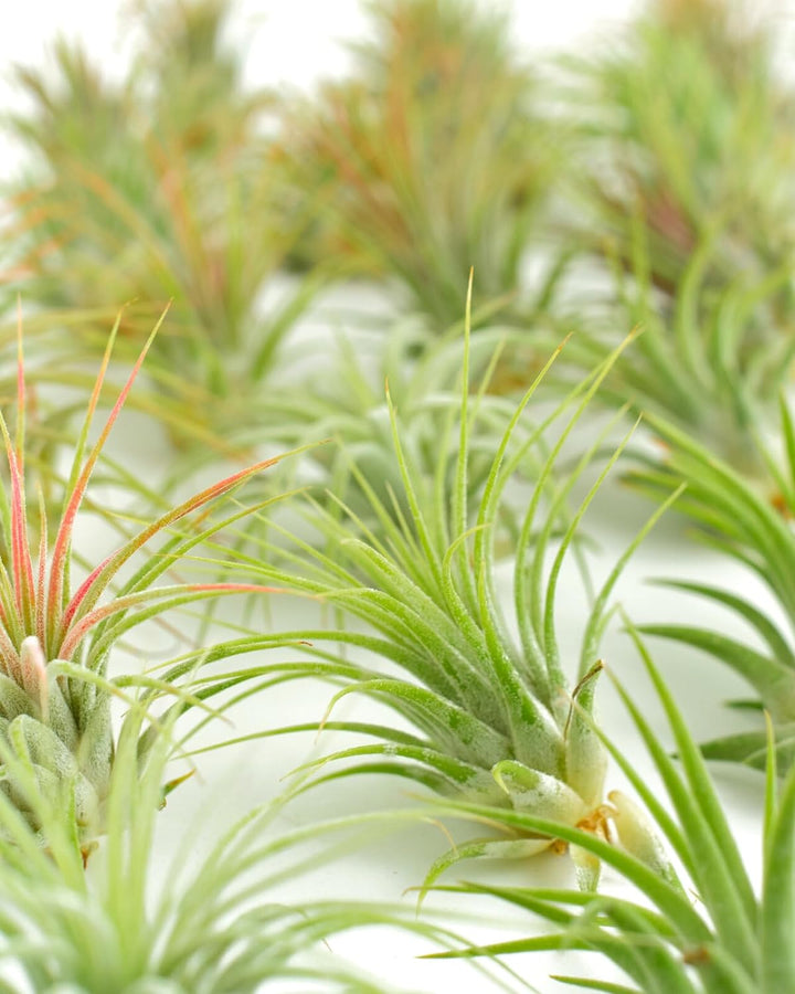 Tillandsia Ionantha Air Plant Collection