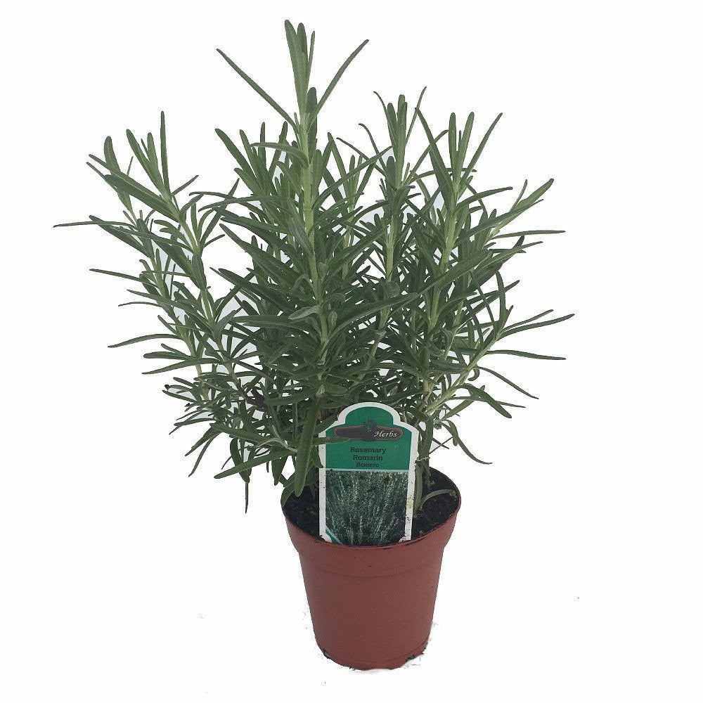 Arp Rosemary Live Herb Plant for Garden Growing