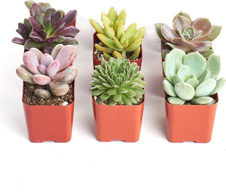 Unique Mini Succulent Collection