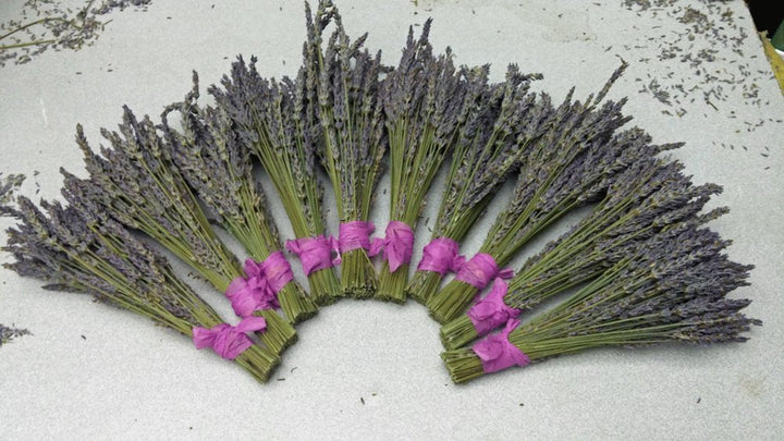 Dried Lavender Bundles 8-10 inch Small Pack of 10 Home Decor