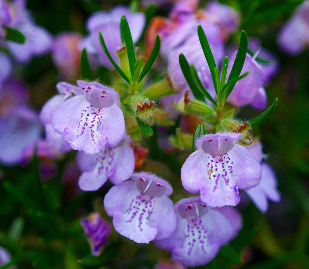 Arp Rosemary Live Herb Plant for Garden Growing