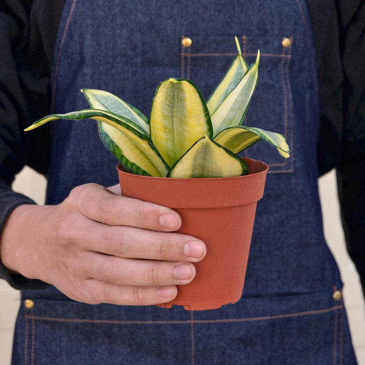 Snake Plant &