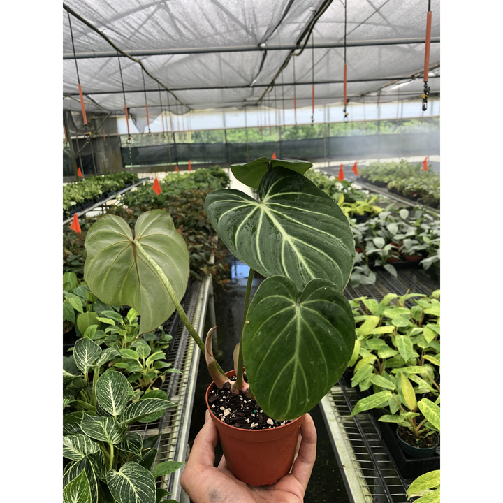 Philodendron &