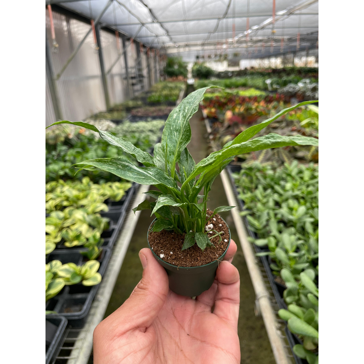 Variegated Spathiphyllum &