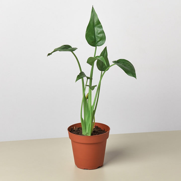 Alocasia &