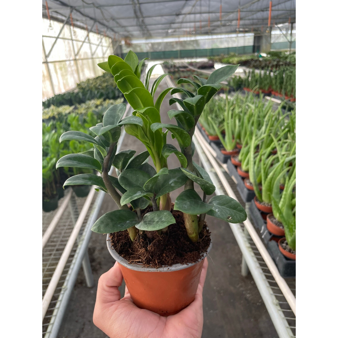 Zamioculcas zamiifolia &