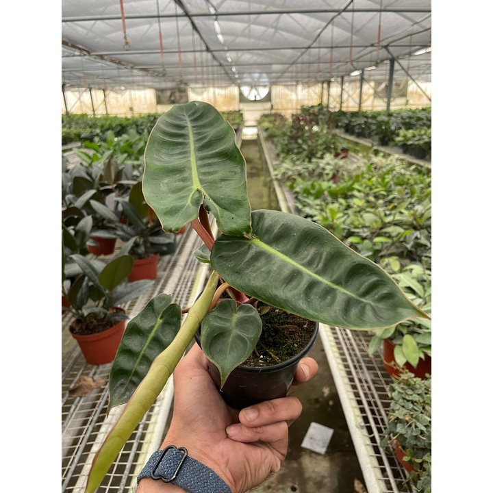Philodendron &