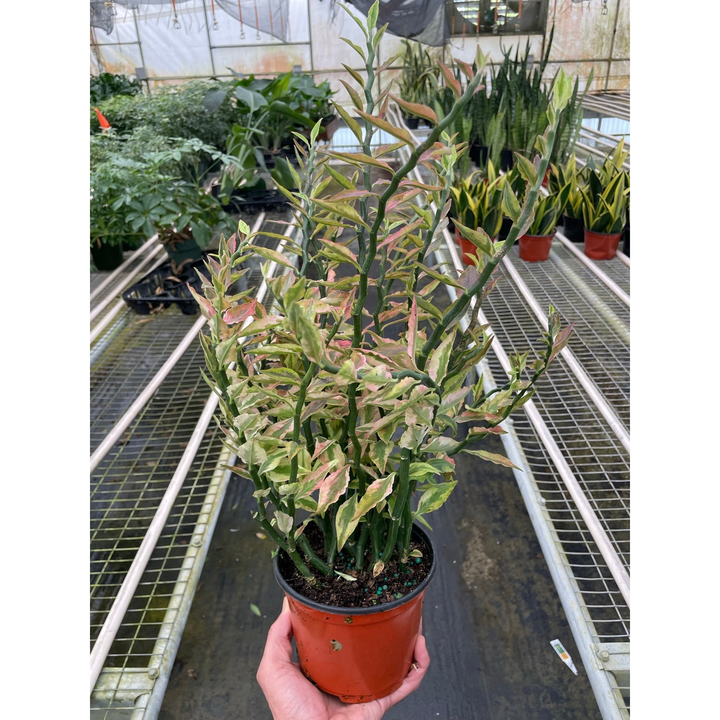 Variegated Devil&