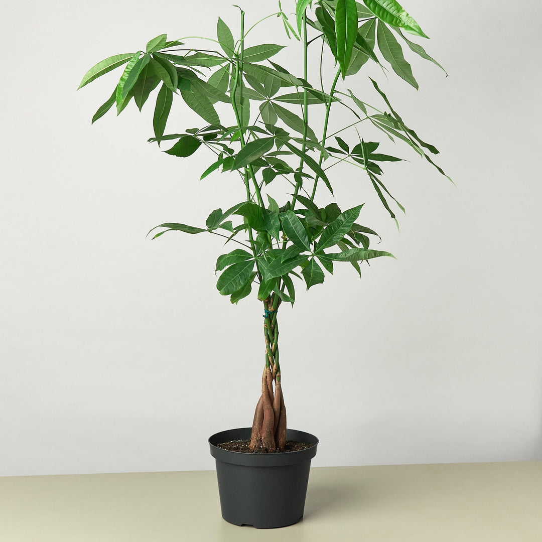 Money Tree &