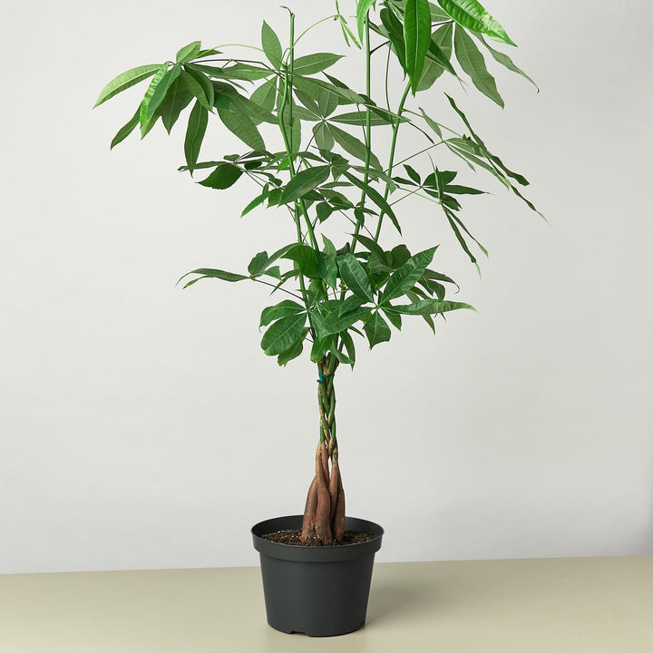 Money Tree &