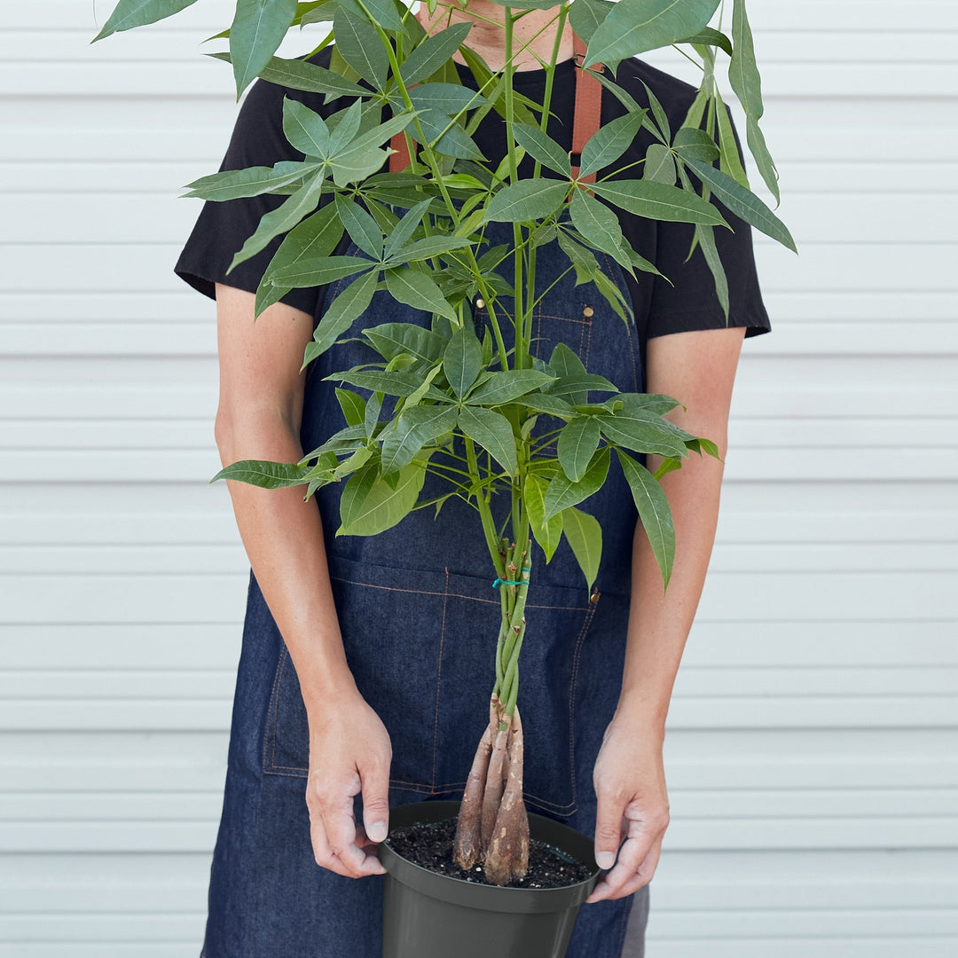 Money Tree &
