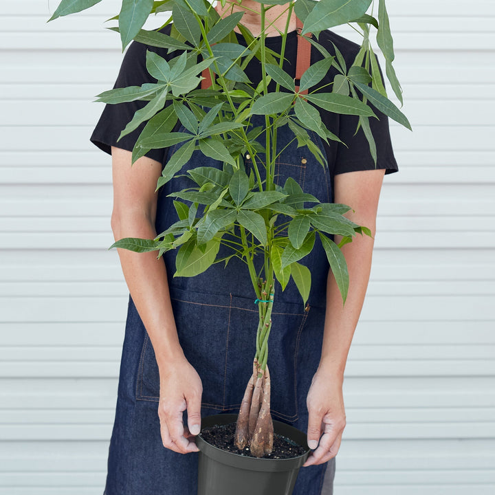 Money Tree &