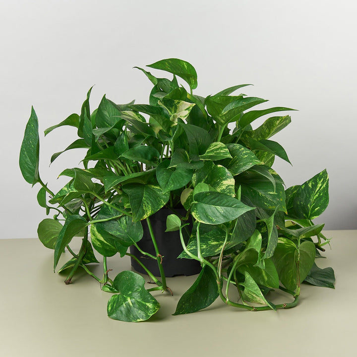 Pothos &