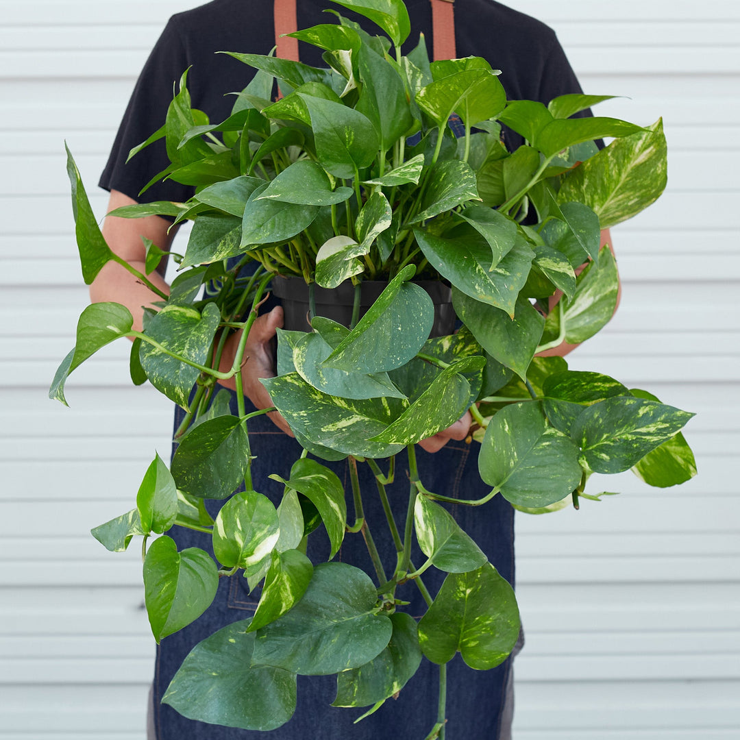 Pothos &