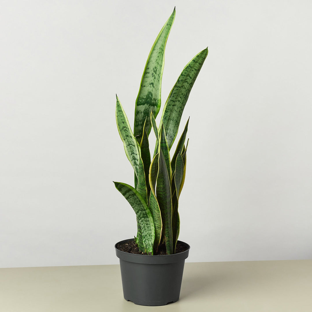 Snake Plant &