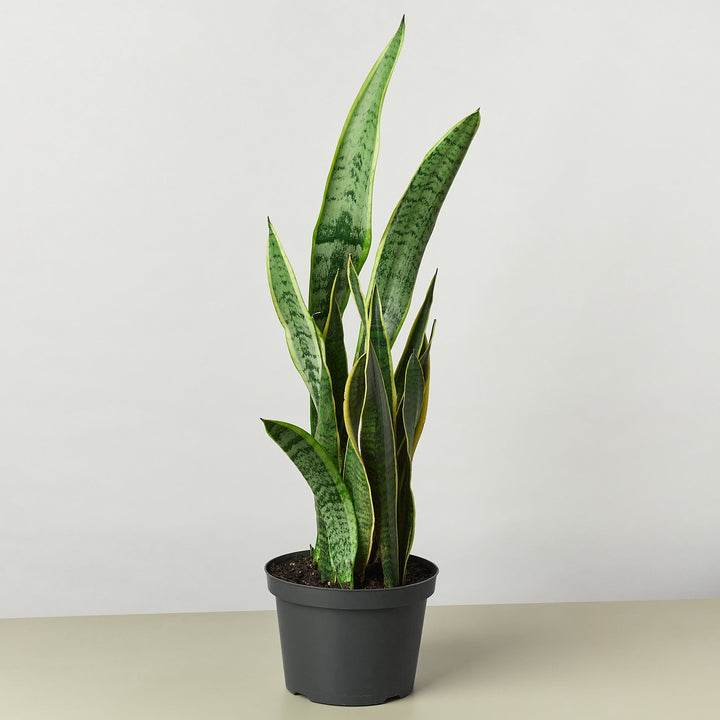 Snake Plant &