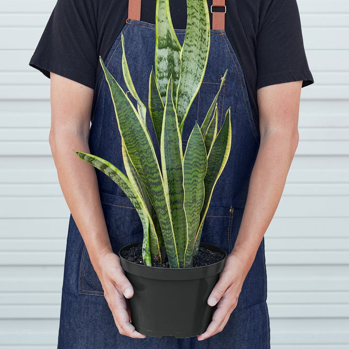 Snake Plant &
