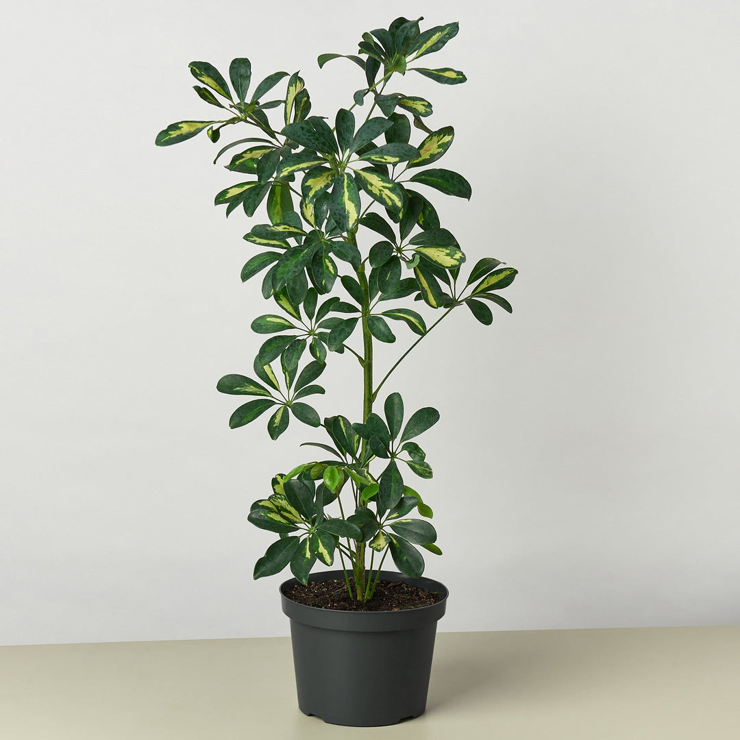 Schefflera &