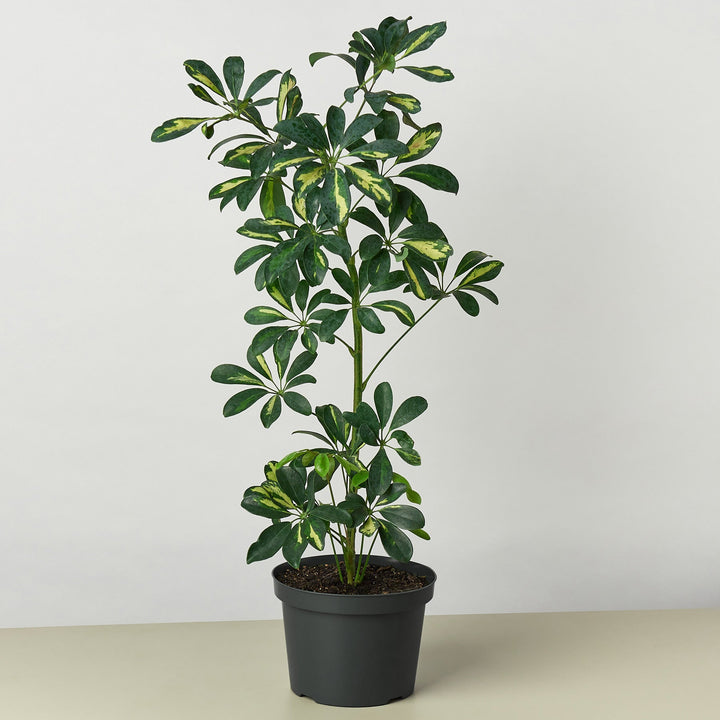 Schefflera &
