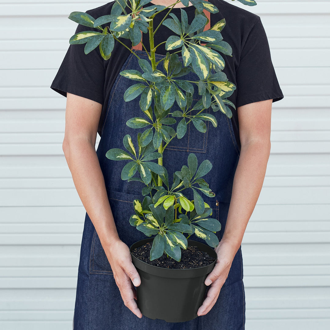Schefflera &