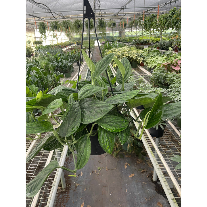 Monstera &