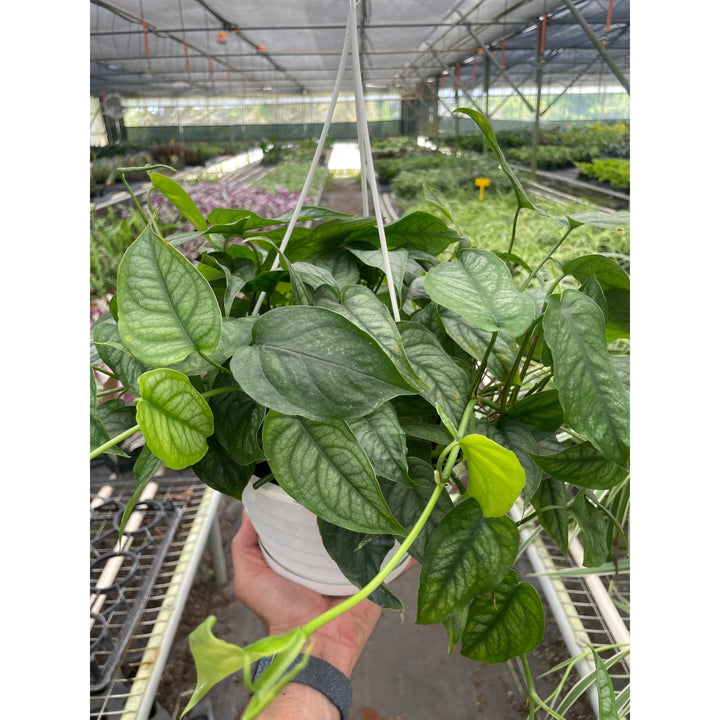 Monstera &