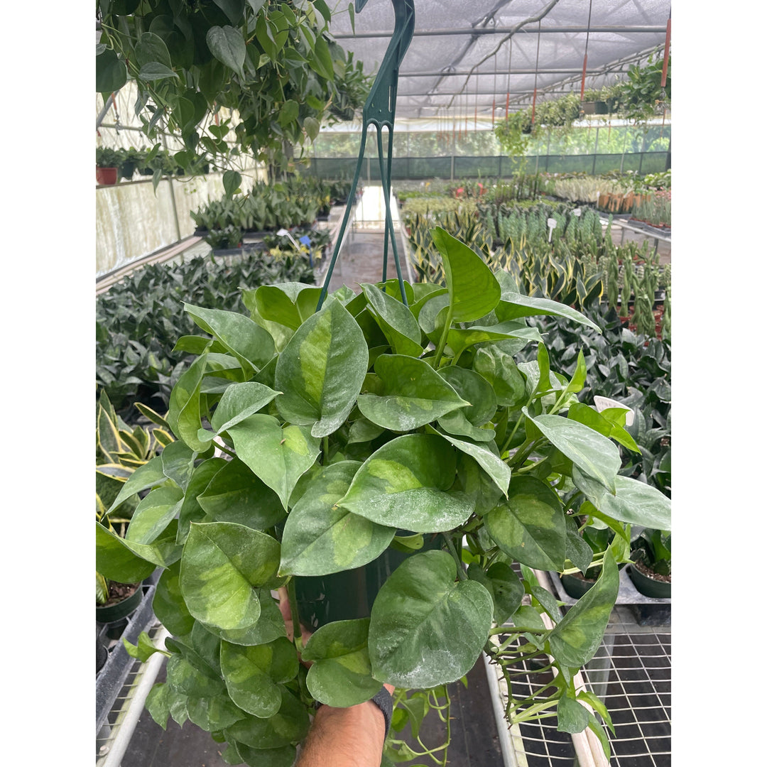 Pothos Global Green