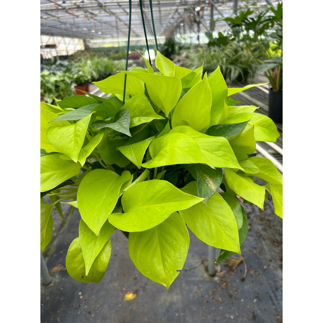Pothos &