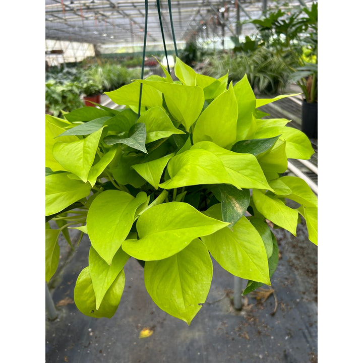 Pothos &