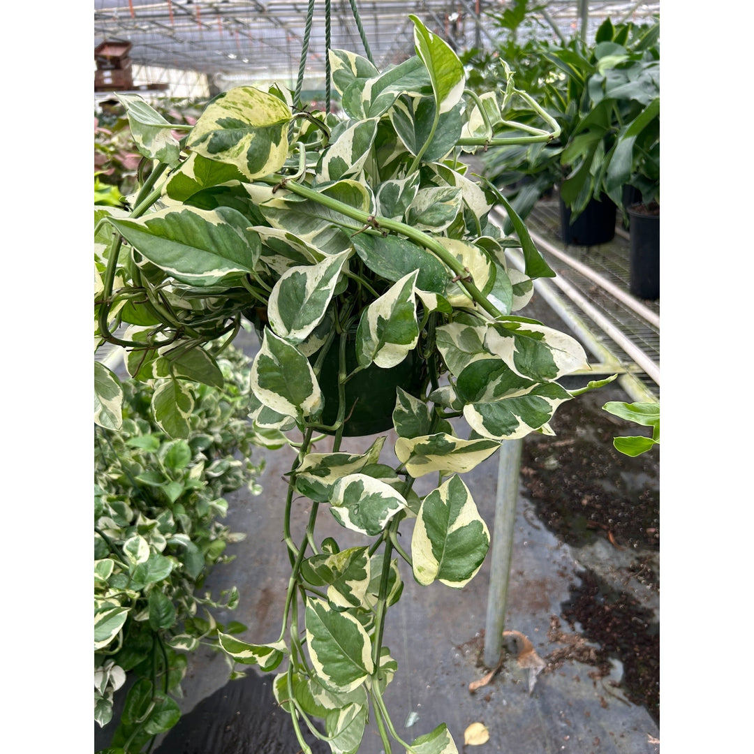 Pothos &