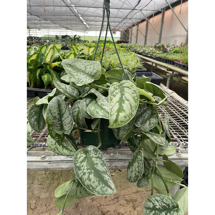 Pothos &