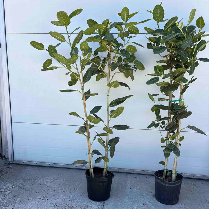 Ficus Audrey (Multi-stem)