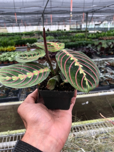 Maranta &