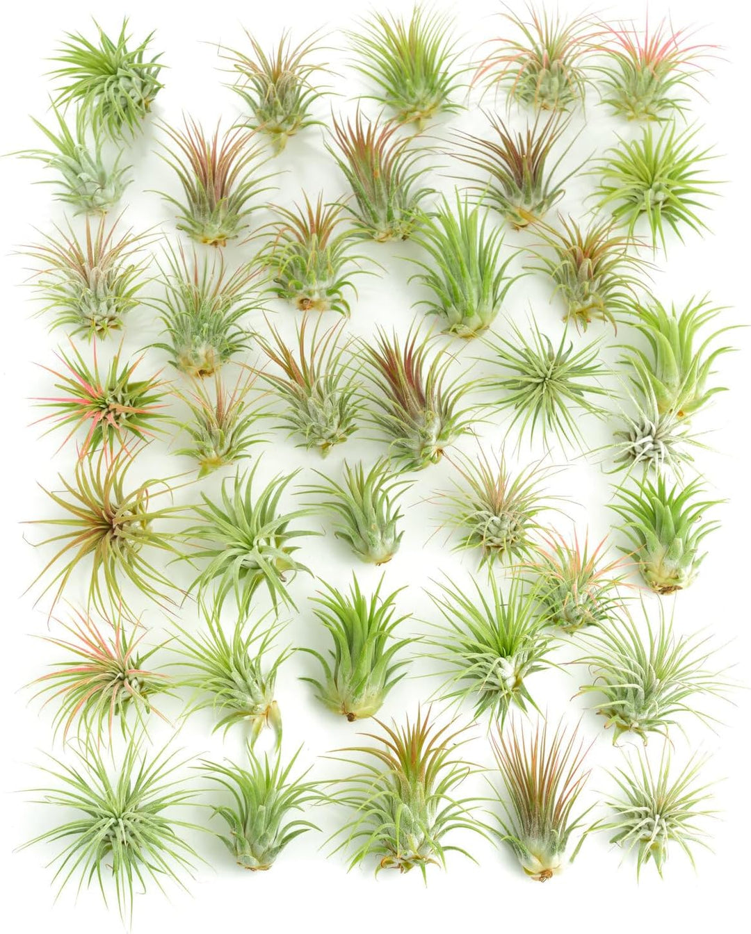 Tillandsia Ionantha Air Plant Collection