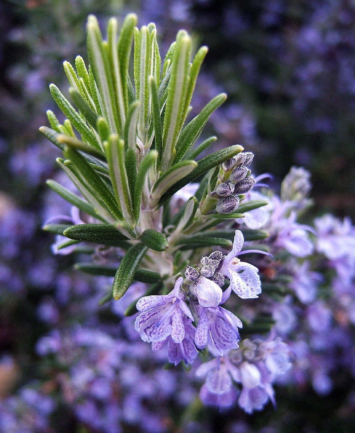 Arp Rosemary Live Herb Plant for Garden Growing