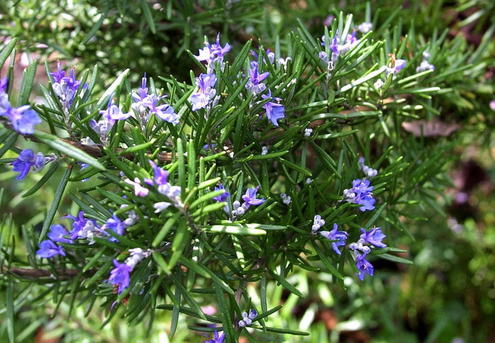 Arp Rosemary Live Herb Plant for Garden Growing