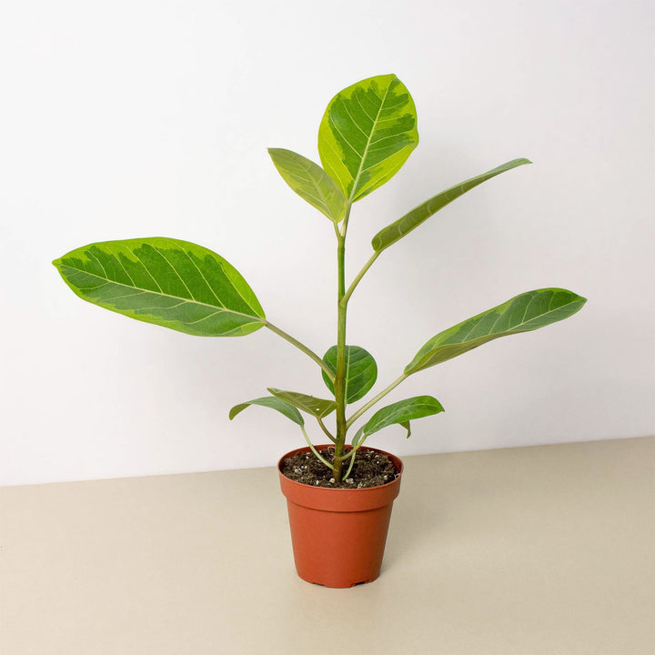 Ficus Altissima &