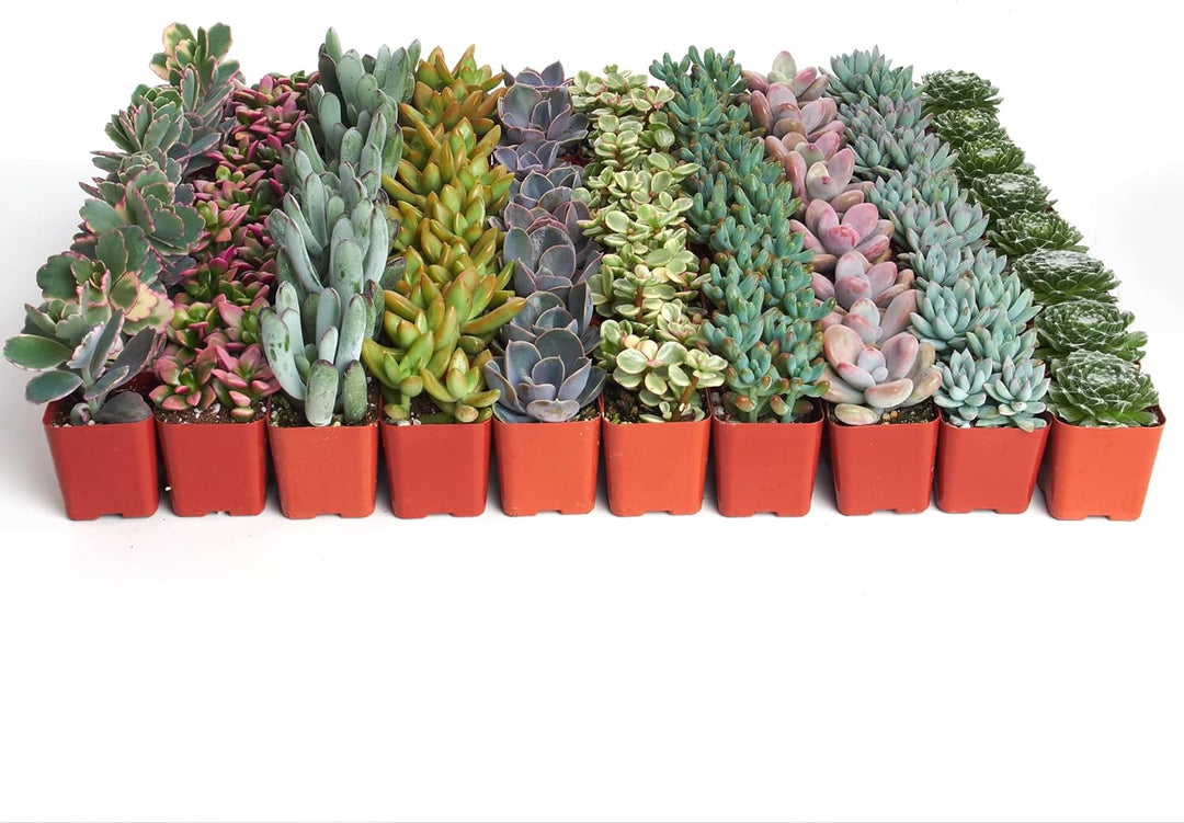 Pastel Mini Succulent Collection