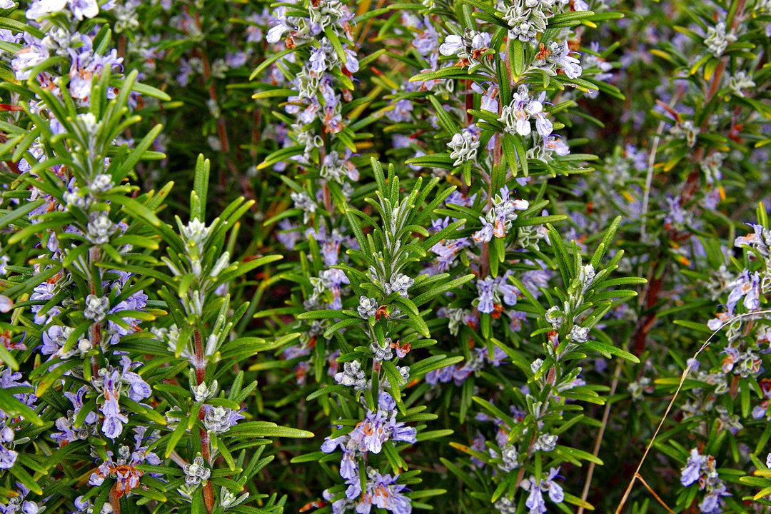 Arp Rosemary Live Herb Plant for Garden Growing