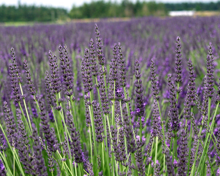 Live Grosso Lavender Plant (Lavandula × intermedia)