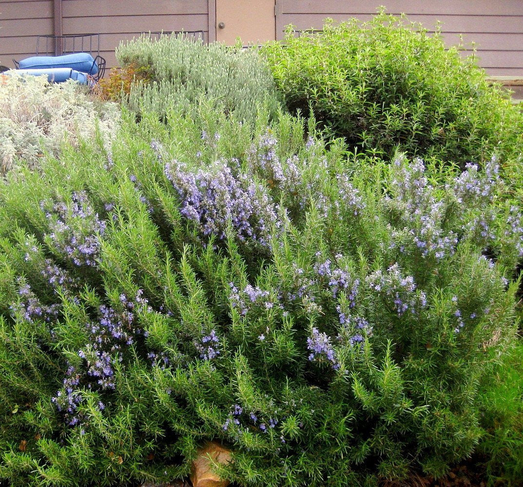 Arp Rosemary Live Herb Plant for Garden Growing