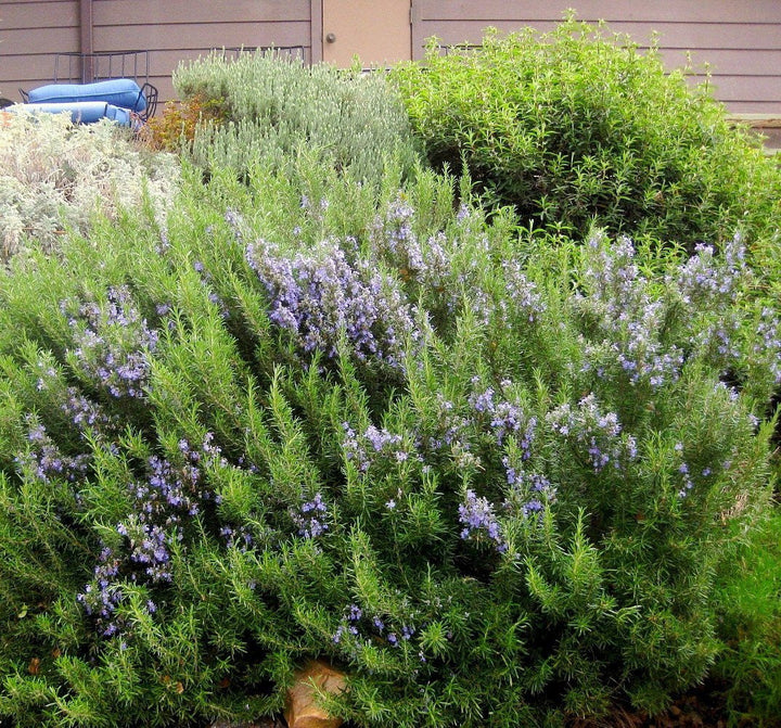 Arp Rosemary Live Herb Plant for Garden Growing