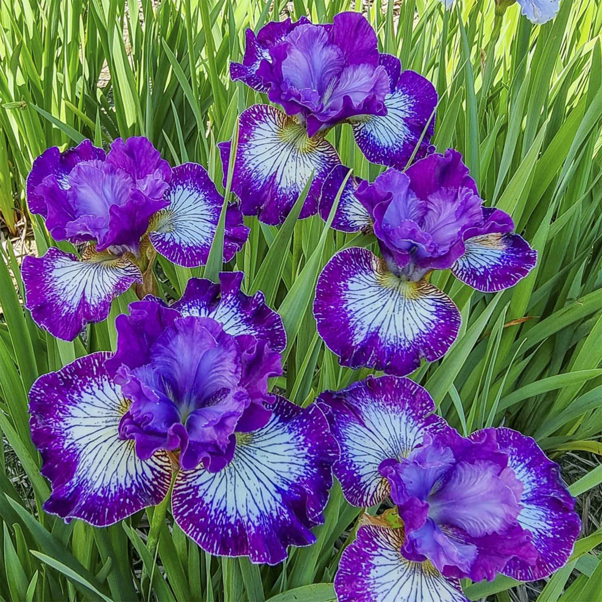Something Shocking Siberian Iris