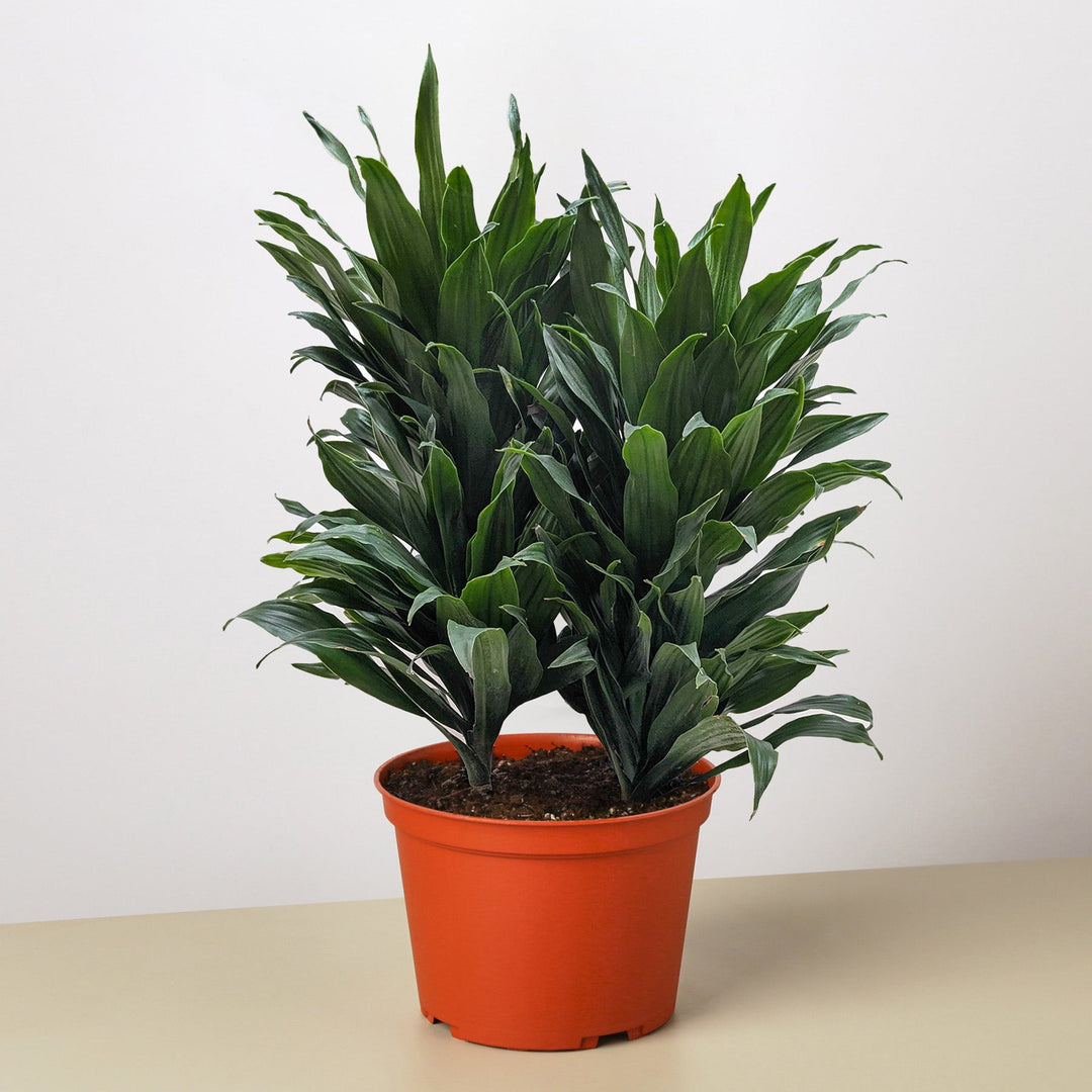 Dracaena &
